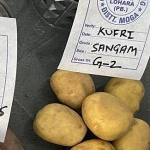 Potato Kufri Sangam G-2